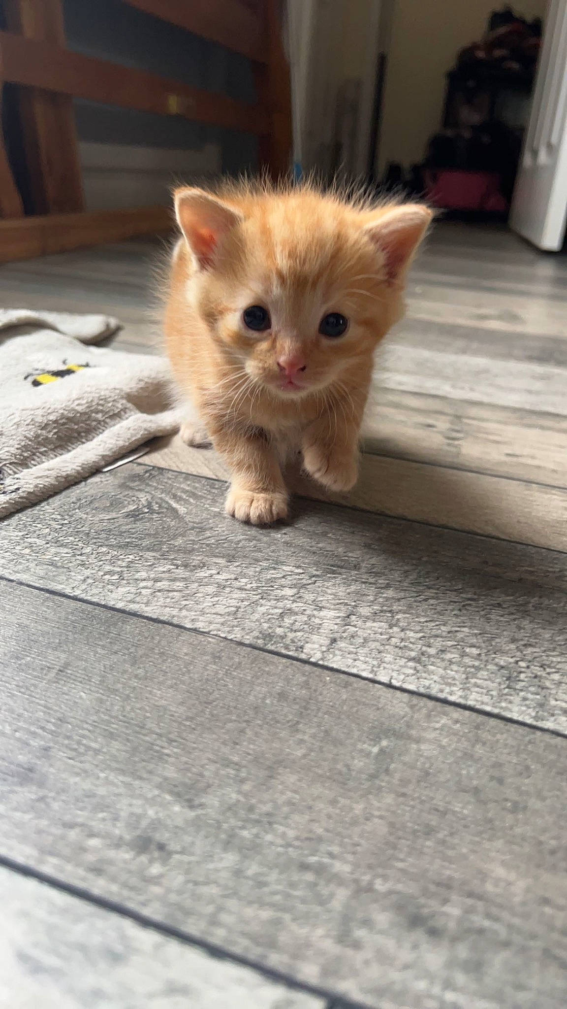 Garfield joined the competition — help win amazing prizes! carnivore, cat, claw, domestic_short_haired_cat, door, fawn, felidae, floor, flooring, fur, hardwood, paw, road_surface, sitting, small_to_medium_sized_cats, snout, tail, whiskers, wood