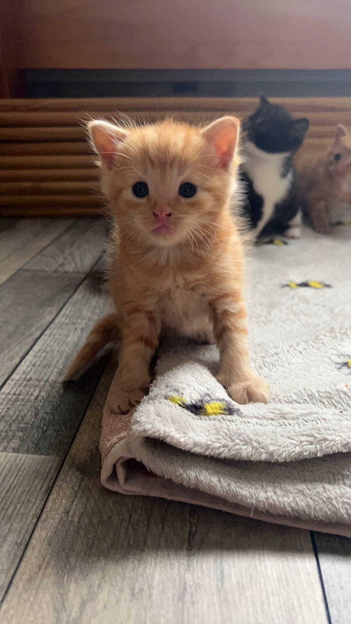 Garfield joined the competition — help win amazing prizes! box, carnivore, cat, claw, domestic_short_haired_cat, fawn, felidae, flooring, fur, hardwood, paw, photo_caption, sitting, small_to_medium_sized_cats, snout, tail, whiskers, wood