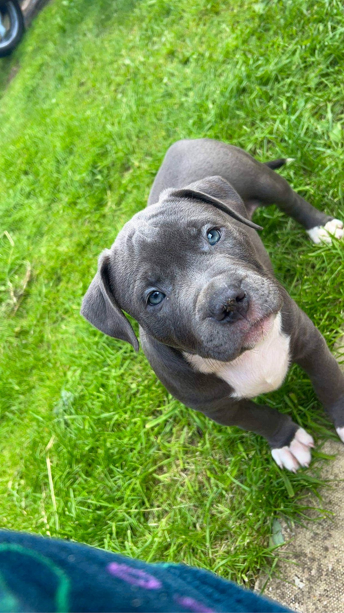 Mylo joined the competition — help win amazing prizes! borador, canidae, carnivore, collar, companion_dog, dog, dog_breed, dog_collar, eye, fawn, grass, groundcover, gun_dog, non_sporting_group, plant, sculpture, sporting_group, terrestrial_animal, whiskers, working_animal