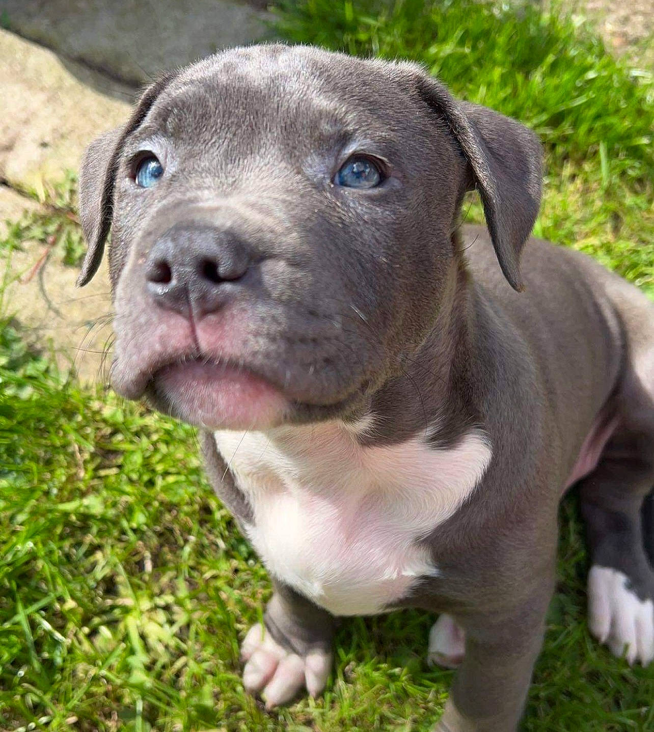 Mylo is registered to the contest to win money with this photo: canidae, carnivore, collar, companion_dog, dog, dog_breed, fawn, grass, non_sporting_group, snout, sporting_group, terrestrial_animal, toy, whiskers, working_animal