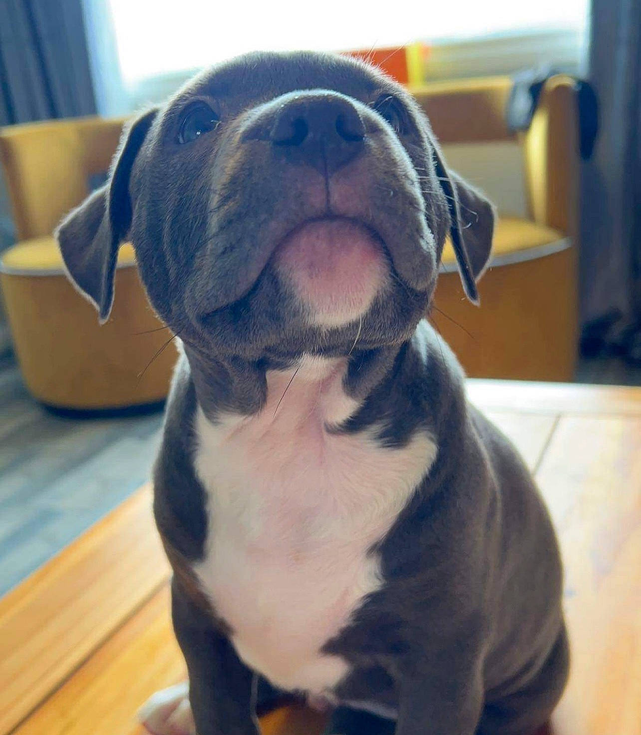 Mylo is registered to the contest to win money with this photo: canidae, carnivore, collar, comfort, companion_dog, dog, dog_breed, dog_collar, fawn, flooring, fur, hardwood, liver, molosser, pet_supply, snout, sporting_group, whiskers, wood, working_animal