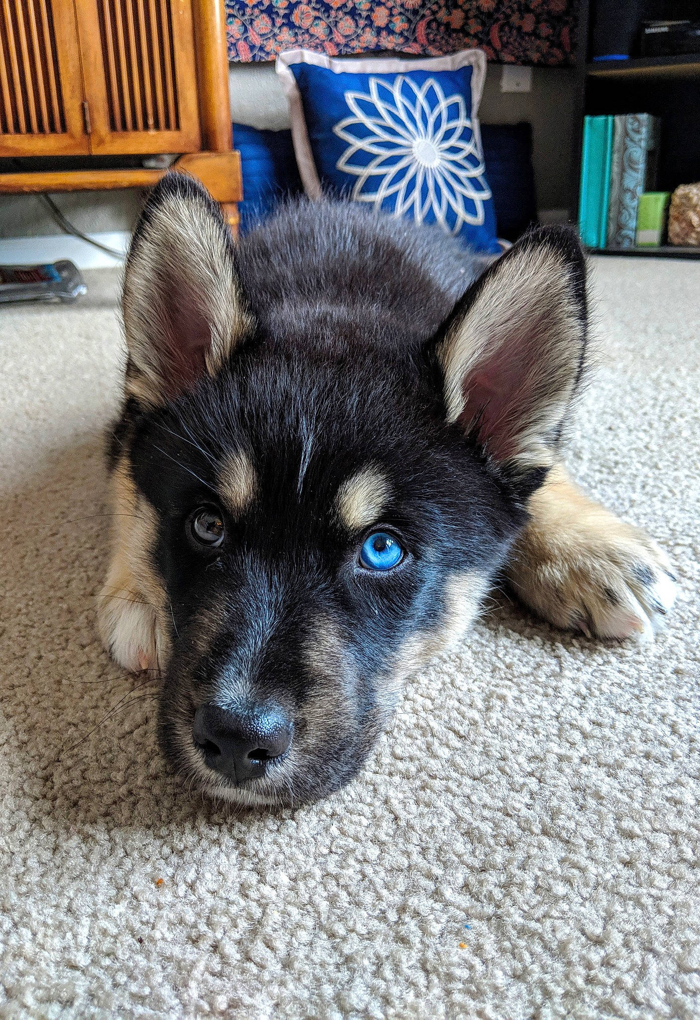 Kuma joined the competition — help win amazing prizes! canidae, carnivore, dog, dog_breed, jamthund, lapponian_herder, mammal, norwegian_elkhound, puppy, rare_breed_dog, siberian_husky, snout, sporting_group, vertebrate, wolfdog, working_dog