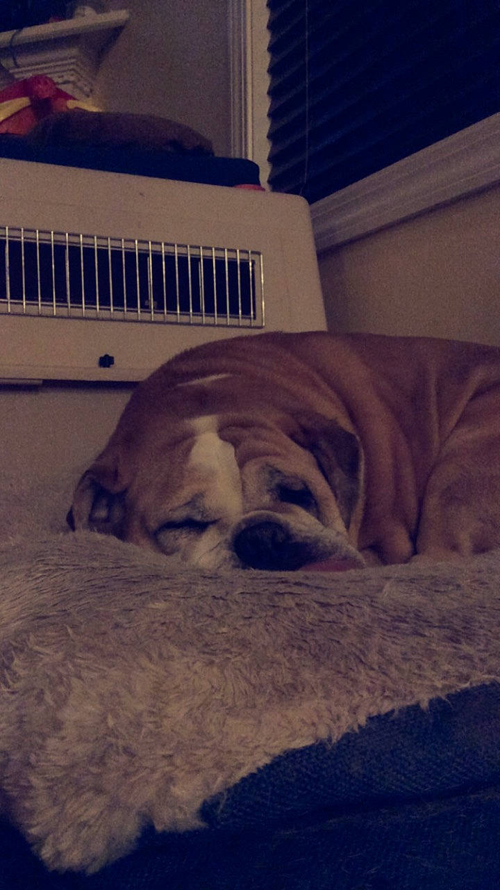 Lucy is registered to the contest to win money with this photo: american_bulldog, bedtime, canidae, carnivore, dog, dog_breed, fawn, nap, non_sporting_group, puppy, sleep, snout, sporting_group