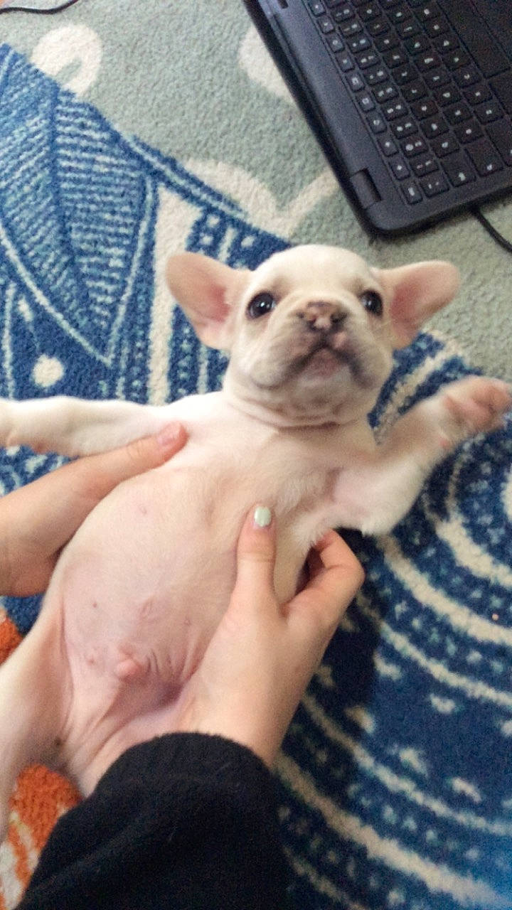 Linus joined the competition — help win amazing prizes! bulldog, canidae, carnivore, companion_dog, dog, dog_breed, ear, fawn, french_bulldog, mammal, non_sporting_group, puppy, puppy_love, skin, snout, toy_bulldog, toy_dog, vertebrate