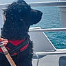 dog, black_dog, pet, leash, harness, boat, sea, water, sky, outdoor, animal, canine, sitting, bench, daytime, calm, nature, travel, vacation, companionship