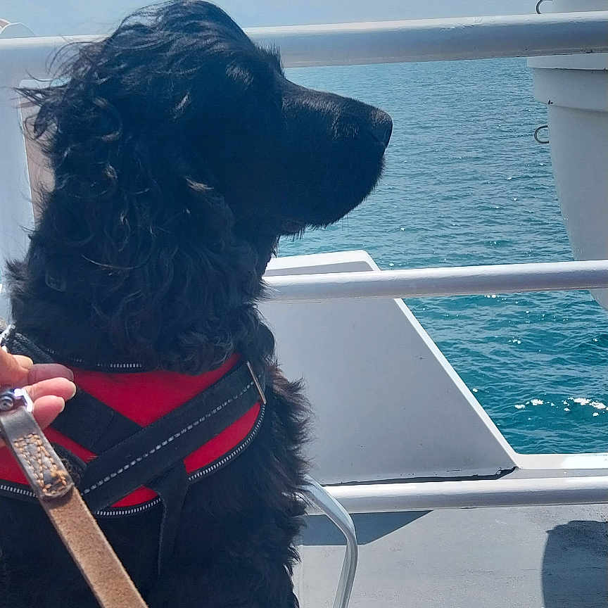 Plume a rejoint le concours — aidez-le/la à gagner de superbes lots ! dog, black_dog, pet, leash, harness, boat, sea, water, sky, outdoor, animal, canine, sitting, bench, daytime, calm, nature, travel, vacation, companionship
