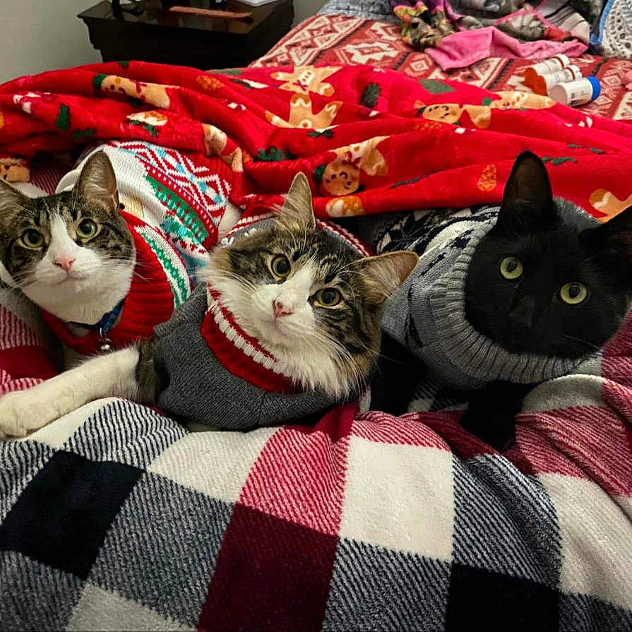 My Babies joined the competition — help win amazing prizes! abyssinian, animal, bed, bedroom, blanket, cat, couch, cushion, furniture, homedecor, indoors, interiordesign, kitten, manx, person, pet, photography, quilt, room, sleeping