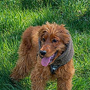 Aïko a rejoint le concours — aidez-le/la à gagner de superbes lots ! animal, collar, dog, floppy_ears, fluffy, golden_brown_fur, grass, happy, nature, outdoors, pet, polka_dot, portrait, puppy, scarf, shaggy_fur, sitting, sunlight, tall_grass, tongue_out