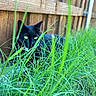 Zuzu is registered to the contest to win money with this photo: black_cat, cat, animal, pet, feline, grass, tall_grass, outdoor, garden, backyard, wooden_fence, fence, greenery, nature, wildlife, crouching, sitting, yellow_eyes, fur, portrait