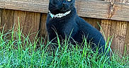 Zuzu is registered to the contest to win money with this photo: black_cat, cat, animal, pet, collar, necklace, glowing_eyes, sitting, outdoor, grass, lawn, wooden_fence, backyard, portrait, alert, long_whiskers, pointed_ears, dark_fur, rustic, nature