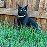 black_cat, cat, animal, pet, collar, necklace, glowing_eyes, sitting, outdoor, grass, lawn, wooden_fence, backyard, portrait, alert, long_whiskers, pointed_ears, dark_fur, rustic, nature
