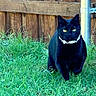 cat, black_cat, animal, pet, grass, outdoor, backyard, wooden_fence, metal_pole, pearl_necklace, collar, greenery, sitting, looking_at_camera, yellow_eyes, fur, portrait, daylight, garden, fashionable