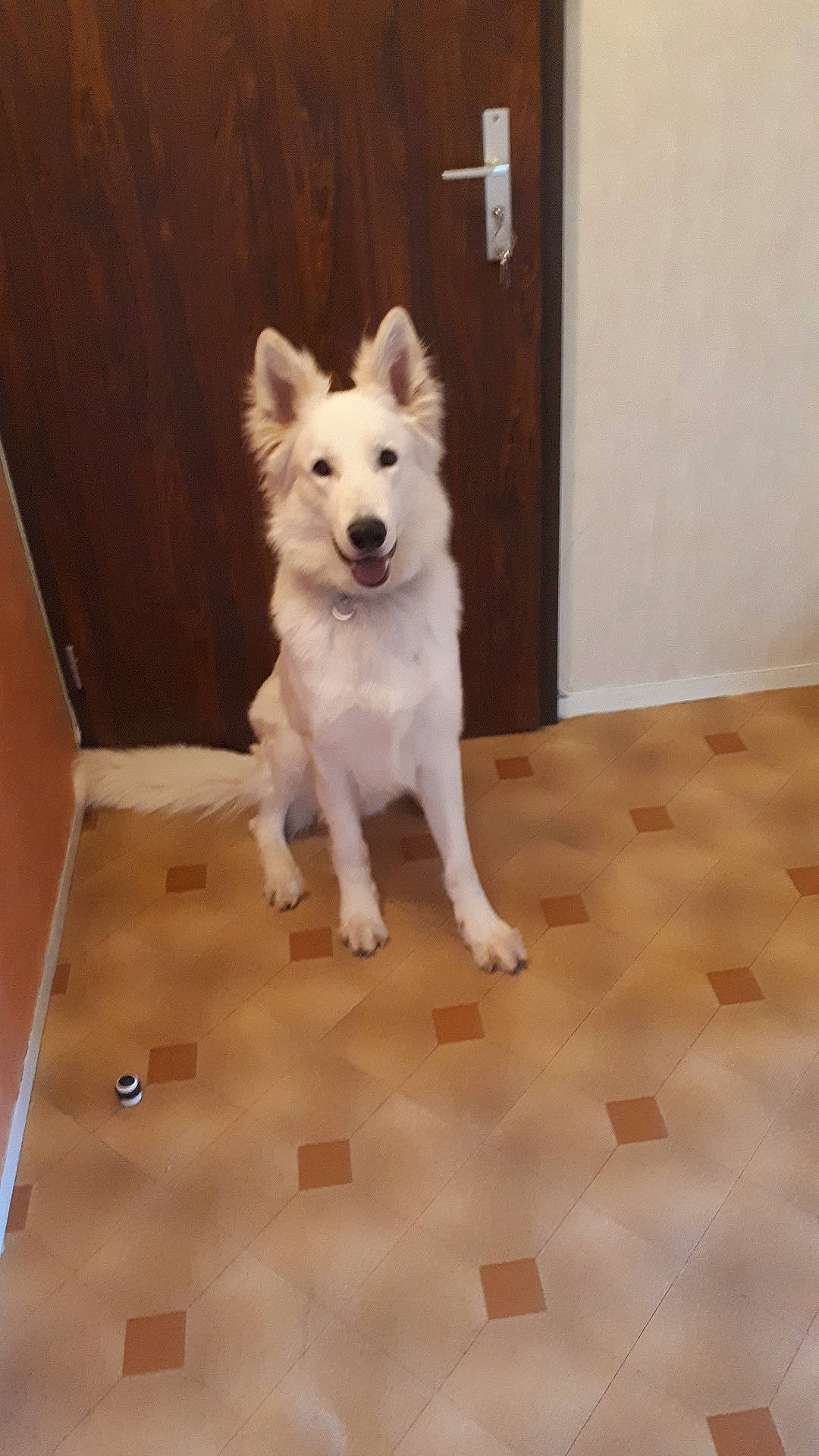 Lobo participe au concours pour gagner de l'argent avec cette photo : canidae, carnivore, companion_dog, dog, dog_breed, dog_supply, fawn, floor, flooring, fur, hardwood, snout, sporting_group, tail, terrestrial_animal, tile_flooring, volpino_italiano, wood, working_animal, working_dog