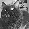 cat, black_cat, fluffy, feline, fangs, pet, indoor, home, cozy, animal, whiskers, eyes, portrait, mammal, fur, relaxed, cute, sitting, furniture, decor