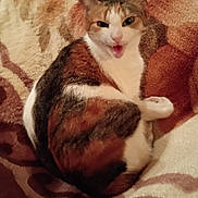 Cuddles is registered to the contest to win money with this photo: cat, calico_cat, pet, animal, feline, meowing, open_mouth, pink_nose, green_eyes, ears, whiskers, fur, white_fur, orange_fur, black_fur, lying_down, blanket, bed, indoors, portrait