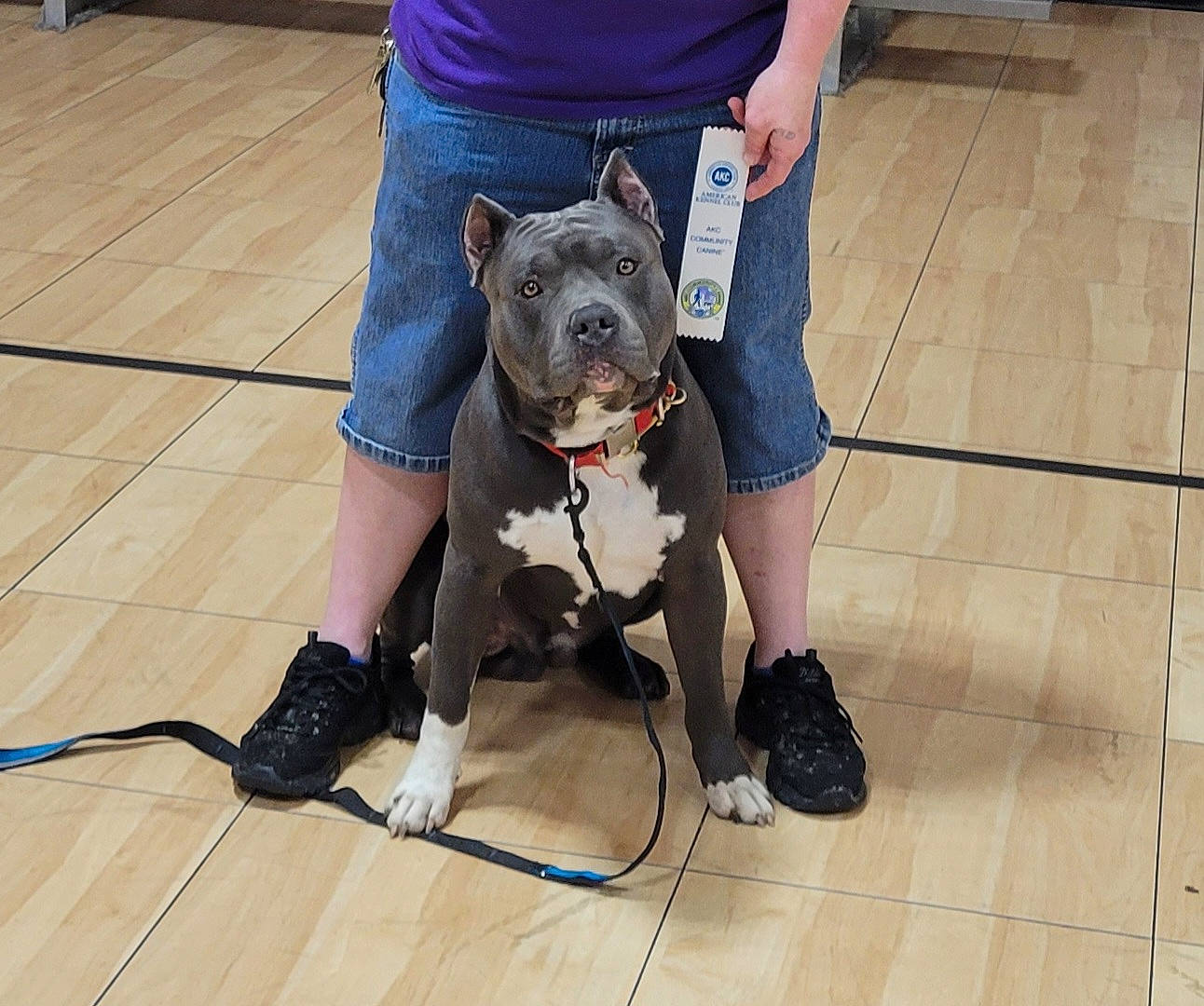 Ozzy joined the competition — help win amazing prizes! boot, carnivore, collar, companion_dog, dog, dog_breed, fawn, floor, flooring, human_leg, jeans, knee, leash, leg, shoe, sneakers, snout, thigh, walking_shoe, working_animal