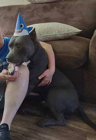 Ozzy is registered to the contest to win money with this photo: animal_training, canidae, carnivore, comfort, companion_dog, cowboy_hat, dog, dog_breed, dog_collar, electric_blue, fashion_accessory, fawn, fur, non_sporting_group, recreation, sitting, snout, sporting_group, working_animal, working_dog