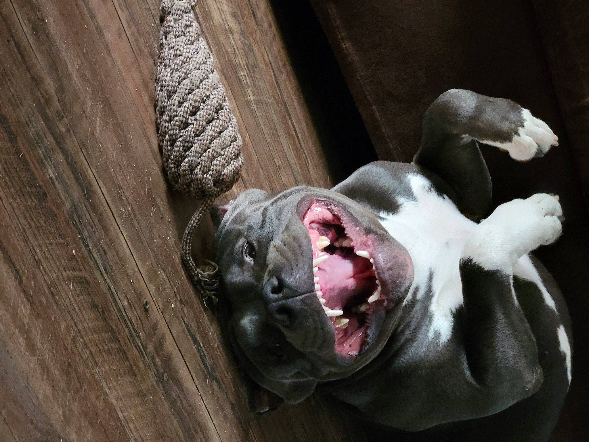 Ozzy is registered to the contest to win money with this photo: canidae, carnivore, companion_dog, dog, dog_breed, fang, fawn, fur, hardwood, jaw, liver, plank, snout, sporting_group, tail, terrestrial_animal, whiskers, wood, working_animal, yawn