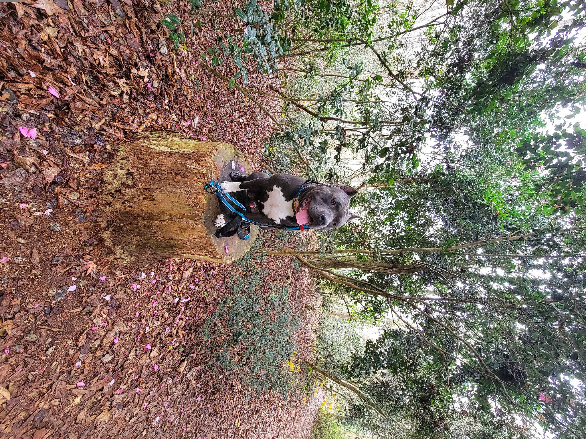 Ozzy joined the competition — help win amazing prizes! adventure, bedrock, forest, grass, hiking, jungle, landscape, leisure, people_in_nature, plant, recreation, rock, shrub, slope, soil, temperate_broadleaf_and_mixed_forest, trail, tree, trunk, woodland