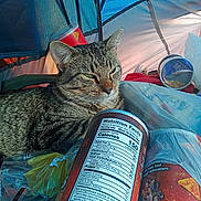 Pretty Boy Parsons joined the competition — help win amazing prizes! camping, can, cat, chips, closeup, fabric, food_container, green_eyes, human_illustration, packaging, pet, plastic_bag, portrait, pringle_can, relaxed, resting, snack, tabby_cat, tent, whiskers