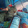camping, can, cat, chips, closeup, fabric, food_container, green_eyes, human_illustration, packaging, pet, plastic_bag, portrait, pringle_can, relaxed, resting, snack, tabby_cat, tent, whiskers