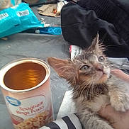 Brazy is registered to the contest to win money with this photo: bucket, carnivore, cat, coffee, companion_dog, cup, drink, drinking, drinkware, eyewear, fawn, felidae, fur, ingredient, paw, small_to_medium_sized_cats, snout, tail, whiskers
