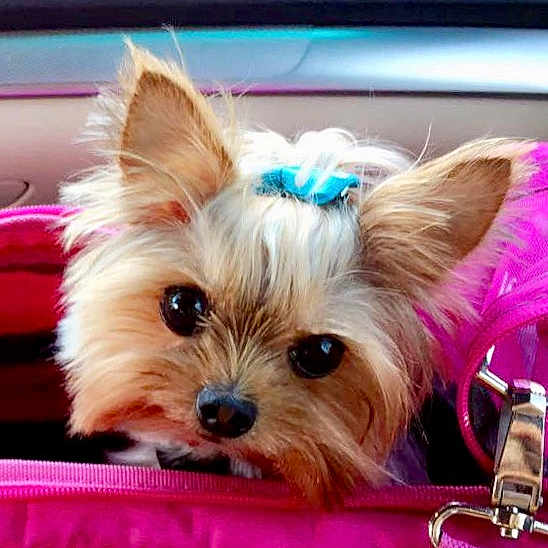 Chanel is registered to the contest to win money with this photo: biewer_terrier, carnivoran, companion_dog, dog, dog_breed, dog_breed_group, dog_like_mammal, morkie, puppy, small_terrier, snout, terrier, toy_dog, vertebrate, yorkshire_terrier