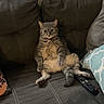 cat, tabby, pet, animal, sitting, lounging, couch, sofa, remote_control, collar, indoors, living_room, furniture, pillow, brown, gray, striped, fluffy, portrait, funny