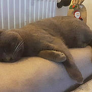 Pirlo a rejoint le concours — aidez-le/la à gagner de superbes lots ! blanket, calm, cat, comfortable, cozy, domestic_animal, fur, furniture, gray_cat, holiday_decoration, indoor, nap, paw, pet, radiator, relaxing, resting, sleeping, tail, whiskers