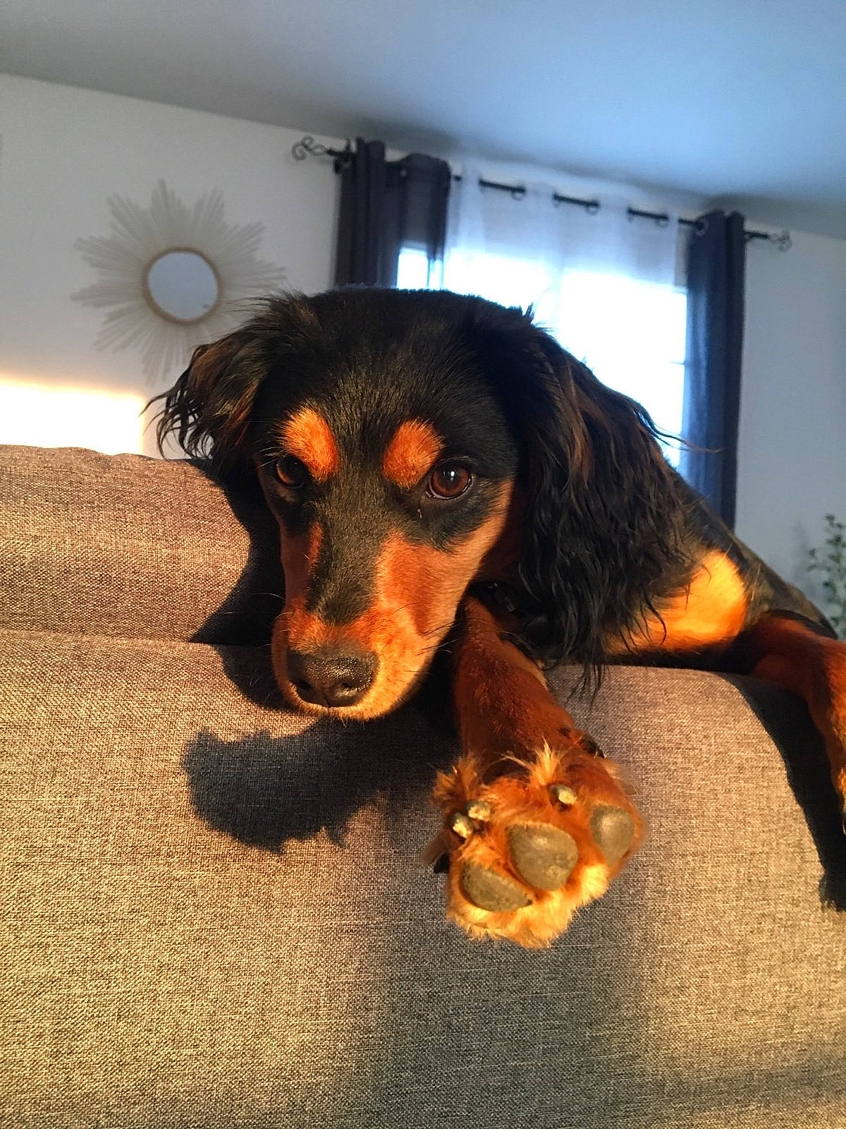 Sushi participe au concours pour gagner de l'argent avec cette photo : canidae, carnivore, clock, companion_dog, dog, dog_breed, fur, hunting_dog, liver, plant, snout, sporting_group, working_animal, working_dog