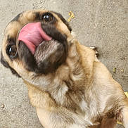 Bailey is registered to the contest to win money with this photo: dog, tongue, licking, playful, closeup, pet, canine, fur, animal, cute, muzzle, nose, outdoor, concrete, expression, funny, face, brown, tan, blurry