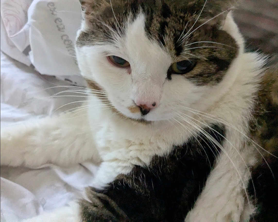 Snowball is registered to the contest to win money with this photo: cat, close_up, white, fur, whiskers, relaxed, indoor, pet, animal, sleepy, bed, blanket, face, cute, feline, domestic, soft, cozy, resting, portrait