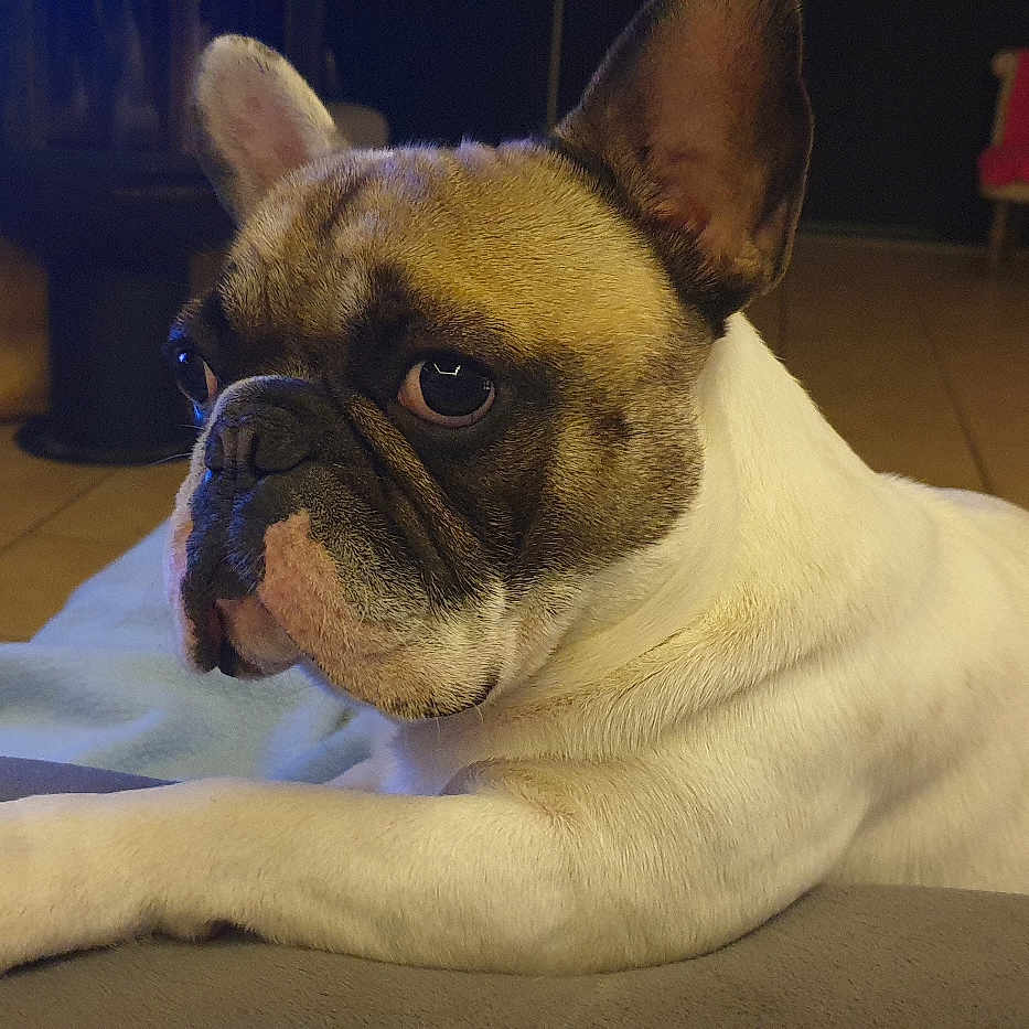 Patton a rejoint le concours — aidez-le/la à gagner de superbes lots ! animal, brown, companion, couch, curious, dog, ear, face, french_bulldog, fur, furniture, home, indoor, looking, paw, pet, relaxed, resting, tile_floor, white