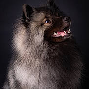 Vicky a rejoint le concours — aidez-le/la à gagner de superbes lots ! adorable, animal, black_background, brown_eyes, canine, closeup, companion, dog, ears, fluffy, fur, long_fur, looking_up, muzzle, pet, portrait, snout, soft_light, studio, teeth