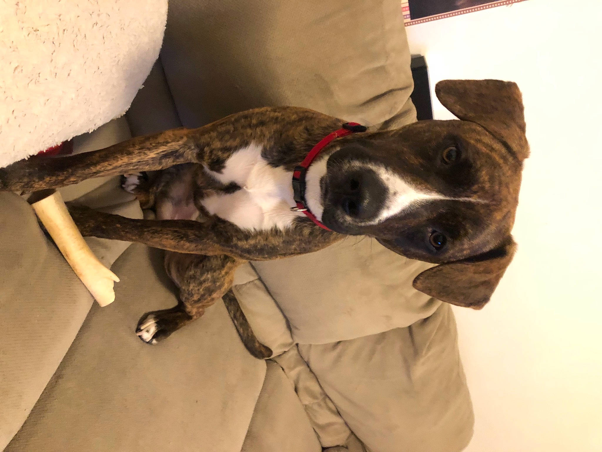 Roxie joined the competition — help win amazing prizes! canidae, carnivore, collar, companion_dog, dog, dog_breed, dog_clothes, dog_collar, dog_supply, fur, leash, liver, pet_supply, snout, sporting_group, tail, vertebrate, webbing, working_animal, working_dog