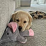 Harvey is registered to the contest to win money with this photo: puppy, dog, labrador, toy, plush_toy, elephant_toy, carpet, living_room, couch, blanket, floor, pet, cute, indoor, light, cozy, furniture, relaxing, animal, home