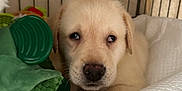 Harvey joined the competition — help win amazing prizes! puppy, dog, cage, blanket, soft_toy, green_toy, cute, pet, animal, young, sleepy, indoors, closeup, fur, face, paw, resting, comfort, domestic, young_animal