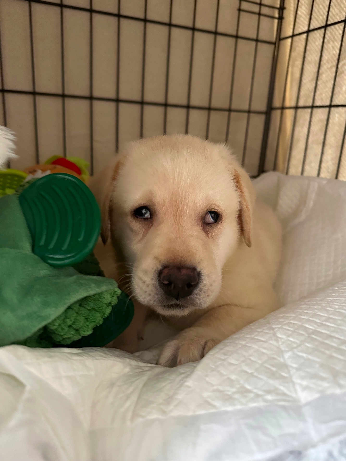 Harvey joined the competition — help win amazing prizes! puppy, dog, cage, blanket, soft_toy, green_toy, cute, pet, animal, young, sleepy, indoors, closeup, fur, face, paw, resting, comfort, domestic, young_animal
