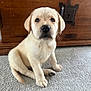 Harvey is registered to the contest to win money with this photo: puppy, dog, young, sitting, carpet, wooden_chest, indoor, cute, floppy_ears, light_fur, pet, animal, curious, looking_at_camera, soft_texture, small, adorable, domestic, nose, paw