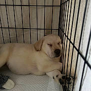 Harvey joined the competition — help win amazing prizes! puppy, sleeping, crate, wire, paw, cozy, cute, pet, indoor, resting, fur, animal, young, adorable, quiet, calm, home, soft, nap, dog