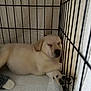 puppy, sleeping, crate, wire, paw, cozy, cute, pet, indoor, resting, fur, animal, young, adorable, quiet, calm, home, soft, nap, dog