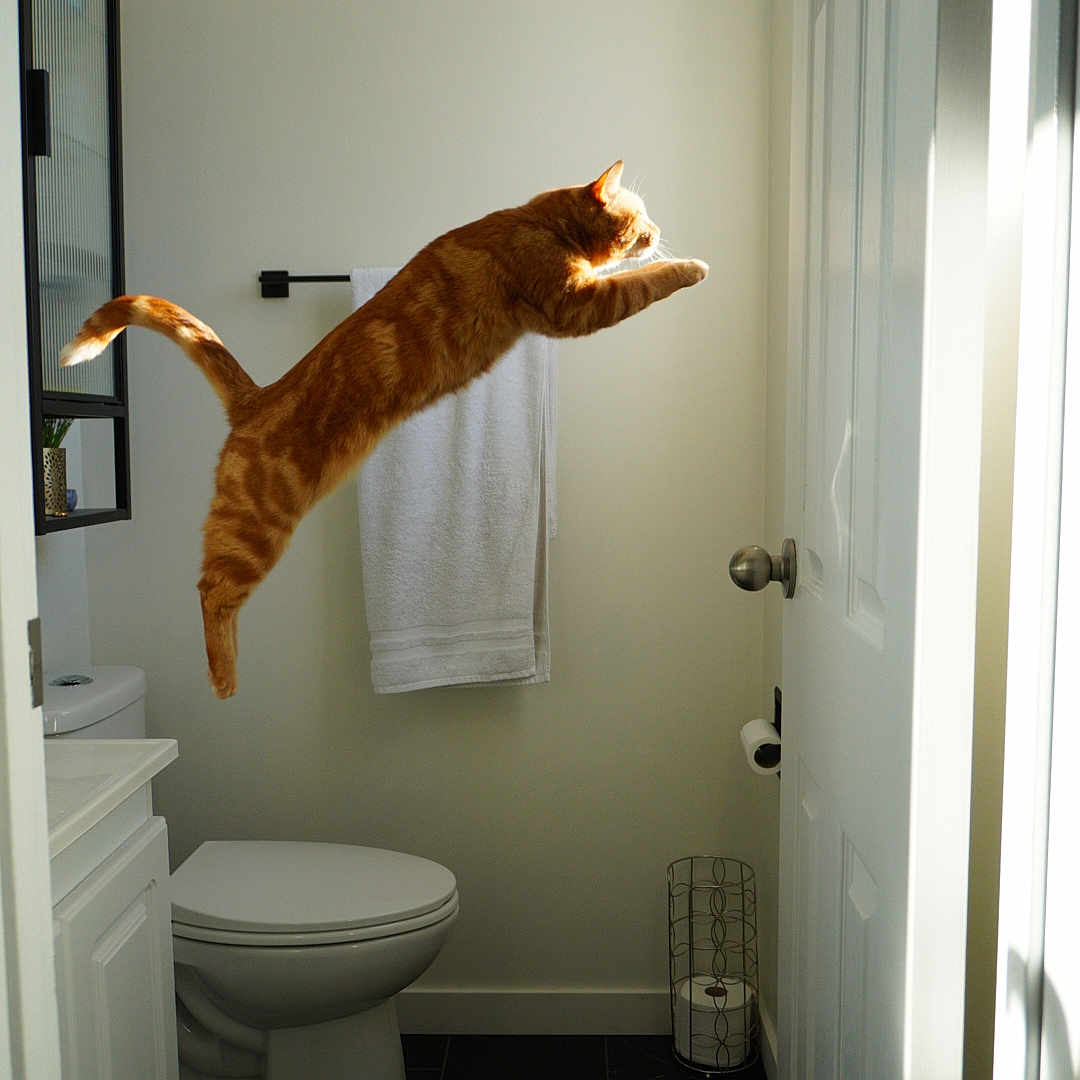 Chuck is registered to the contest to win money with this photo: animal, bathing, bathroom, bathtub, cat, closet, corner, cupboard, furniture, hardwood, indoors, interiordesign, person, pet, room, shelf, toilet, towel, tub, wood
