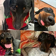 Luna is registered to the contest to win money with this photo: dog, dachshund, pet, black_and_tan, playful, tongue_out, smiling, collar, flower, blanket, sweater, cute, close_up, indoor, wood_floor, fabric, portrait, animal, compilation, cozy