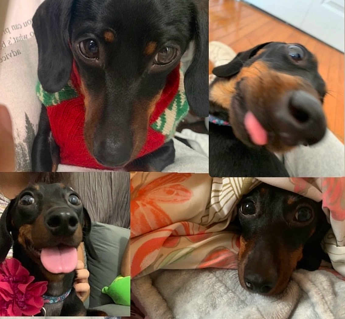 Luna is registered to the contest to win money with this photo: dog, dachshund, pet, black_and_tan, playful, tongue_out, smiling, collar, flower, blanket, sweater, cute, close_up, indoor, wood_floor, fabric, portrait, animal, compilation, cozy