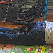 Luna is registered to the contest to win money with this photo: dog, person, jeans, white_shirt, bicycle_wheel, floor_mat, wooden_floor, indoor, resting, sleeping, black_dog, paw, chair, colorful_mat, toy_mat, relaxation, casual, companion, napping, animal