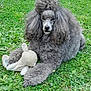 animal, companion, curly_fur, cute, dog, fluffy, fur, grass, gray, greenery, laying_down, mammal, nature, outdoor, pet, playful, poodle, relaxed, stuffed_animal, toy
