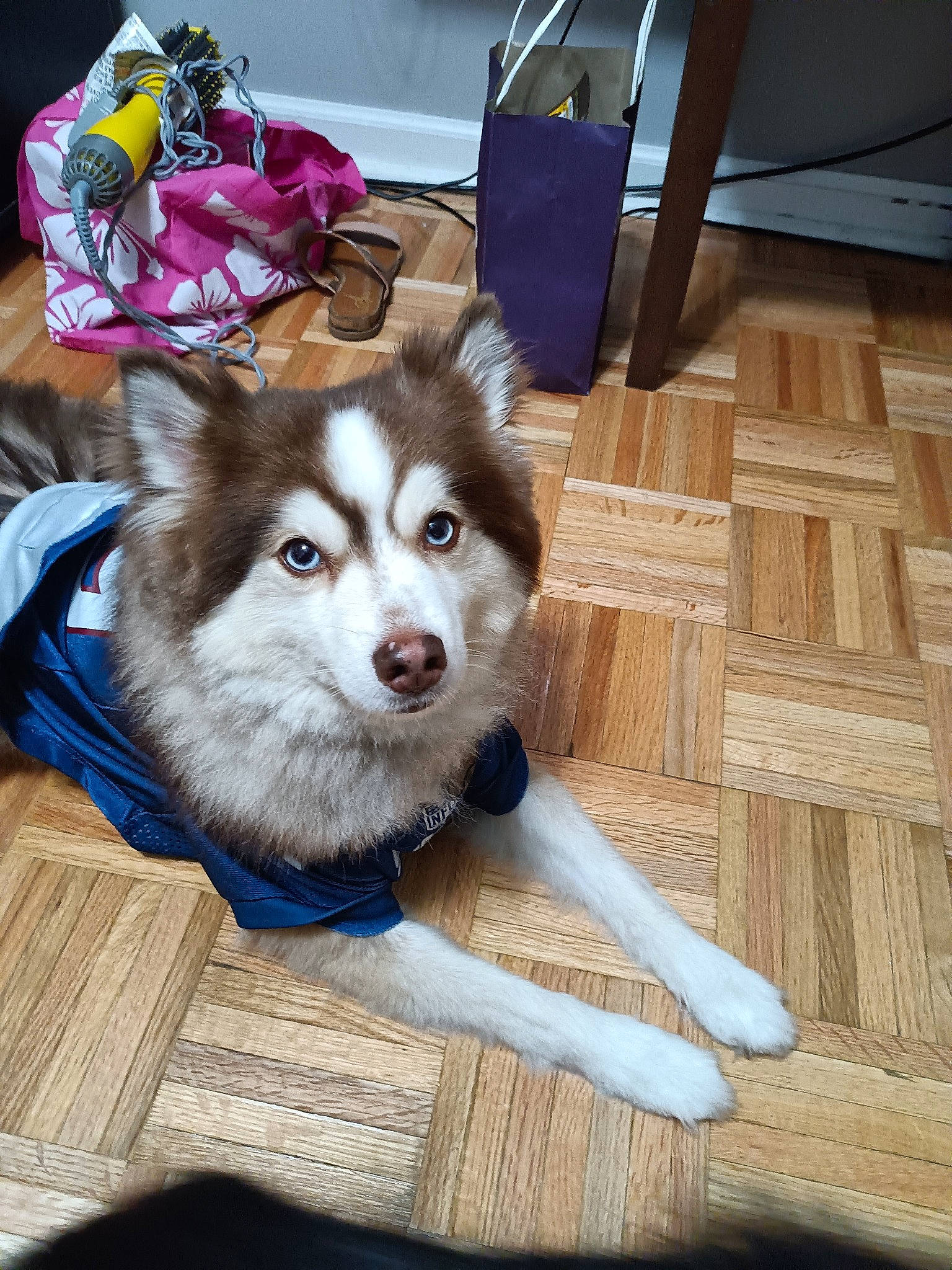 Ace is registered to the contest to win money with this photo: canidae, canis, carnivore, companion_dog, dog, dog_breed, dog_supply, fawn, flooring, fur, hardwood, plank, plant, recreation, sled_dog, snout, sporting_group, varnish, wood, working_animal