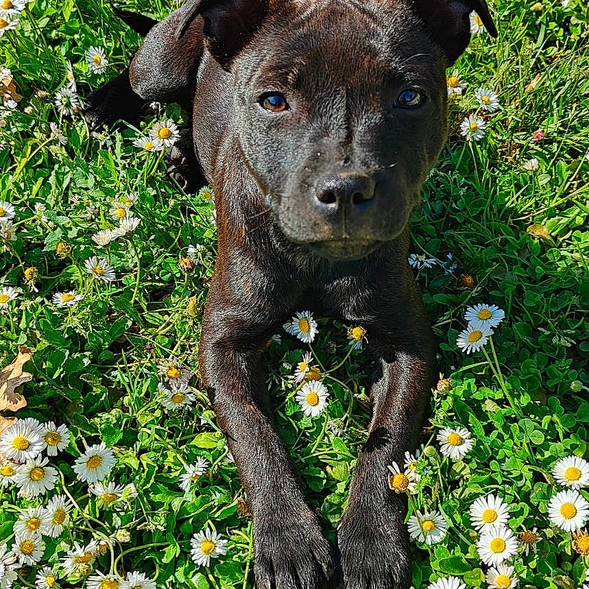 Una participe au concours pour gagner de l'argent avec cette photo : anemone, animal, bulldog, canine, daisy, dog, field, flower, geranium, grass, herbal, herbs, leaf, nature, outdoors, pet, petal, plant, puppy, vegetation
