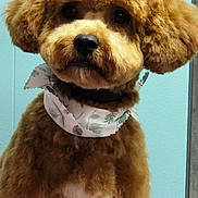 Rex joined the competition — help win amazing prizes! dog, brown, fluffy, pet, bandana, cute, groomed, portrait, indoor, animal, fur, collar, canine, adorable, face, ears, looking, sitting, domestic_animal, mammal