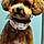 Rex